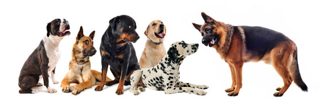 river ranch dog training classes